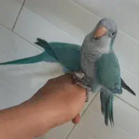 راهب آبی دستی و کاملا سالم سالم