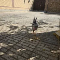 خروس گلین پنگونی