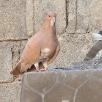 دو جفت شهری و پلاکی