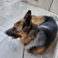 سگ ژرمن|سگ|تهران, تهرانپارس شرقی|دیوار