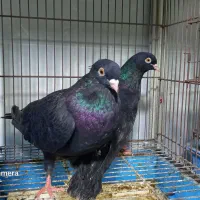 زاغ چشم نوک سفید|پرنده|قشم, |دیوار