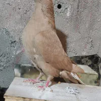 ماده دم سفید|پرنده|قائن, |دیوار