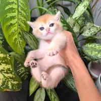 گربه های لوکس iran cats|گربه|کیش, |دیوار