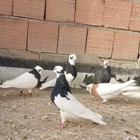 ۱۴عدد طوقی سیاه و ۱۵عدد ترکیه|پرنده|ملکان, |دیوار