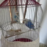 مرغ عشق پروانه ای