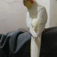 فروش عروس هلندی