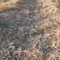 پیاز قرمز|خوردنی و آشامیدنی|دینور, |دیوار