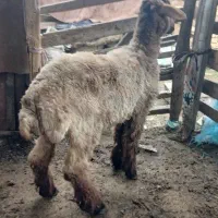 بره ماده قربانی