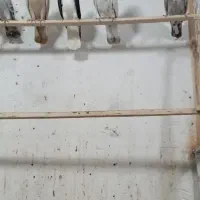 ۳۰ عدد هفرنگ|پرنده|شال, |دیوار