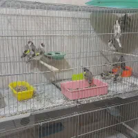 سقا یا سهره