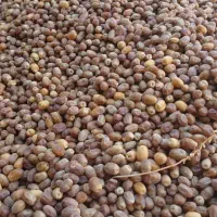 مقدار سه تن قصب درجه یک