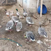 فروش تعداد۳ عدد غاز نمایی|حیوانات مزرعه|خمام, |دیوار