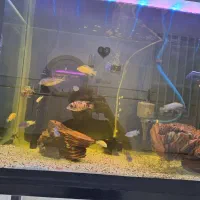 اکواریوم|ماهی|قم, شهرک فاطمیه|دیوار