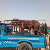 اسب یکساله