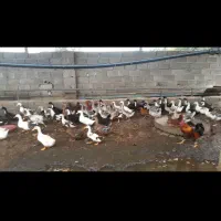 فروش تعدادی غاز و اردک محلی