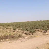 باغ پسته 22 ساله