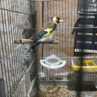 سهره چهار گل نر