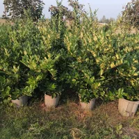 یاس هلندی وگل کاغذی|خدمات باغبانی و درختکاری|نشتارود, |دیوار