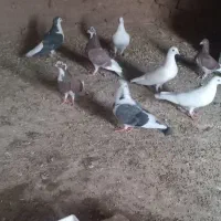 ۱۰کبوتر فروشی