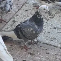 این کبوتر صید شده هر عزیزی گرفته خبر بده