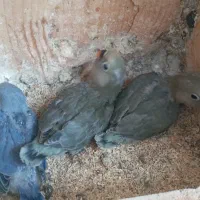 پرنده جوجه طوطی برزیلی
