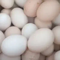 تخم مرغ نطفه دار اسینم