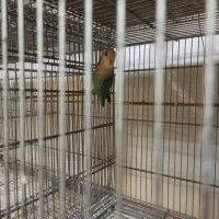 فنچ عروس هلندی جفت کار داده تکی کوتوله ومرغ عشق