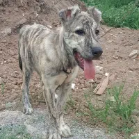 سگ افغان سراب