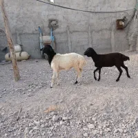 دو عددبره ماده برشن اصلی ویک قوچ بزرگ قیمت مفت
