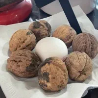 نهالستان گردو و میوههای پربار. پالیز|خدمات باغبانی و درختکاری|تربت جام, باغ سنگان سفلی|دیوار