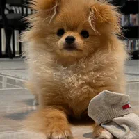 سگ پامرانین ۵ ماهه(رایگان نیست)