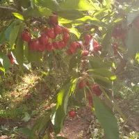 اجاره باغ گیلاس شما با بهترین قیمت