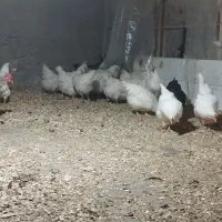 مرغ  محلی و برسه فرانسه|حیوانات مزرعه|شیرود, |دیوار