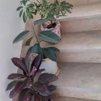 گل طبیعی|گل و گیاه طبیعی|مشهد, خواجه ربیع|دیوار
