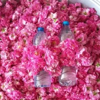عرقیات غلیظ ورب بلغور