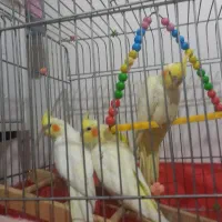 ۳عددعروس هلندی آرام با وسایل و۲عددغفس بزرگ وکوچیک|پرنده|ایثار, |دیوار