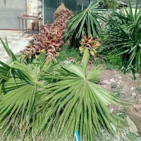 فروش فوری یوکا وپالم بالای ۴متر تنه فقط