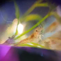 (میگو)shrimp|ماهی|تهران, سلسبیل شمالی|دیوار