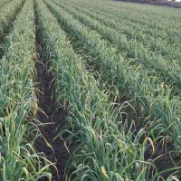 سیر گرگان درجه یک یک هکتاروشش هزارمتر