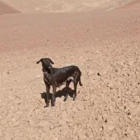 تازی|سگ|دینور, |دیوار