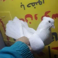 کبوتر گره بند|پرنده|کوهدشت, |دیوار