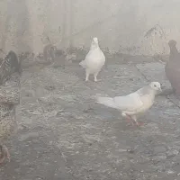 بوم کبوتر راعبی و تهرونی