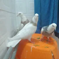 سه تاطوق بالدار|پرنده|کرمانشاه, |دیوار