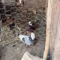 کبوتر