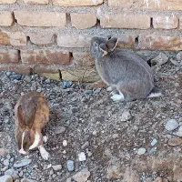 مرغ خروس  و خرگوش|موش و خرگوش|خواف, |دیوار