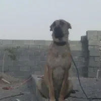 گمشده|حیوانات|شوسف, |دیوار