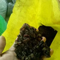 کشمش درجه یک آفتابی|خوردنی و آشامیدنی|فردیس, فردیس|دیوار