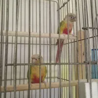 یک جفت گرینچیک مولد|پرنده|میناب, |دیوار