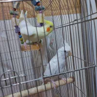 عروس هلندی البینو ولوتینو