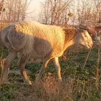 دوراس بره قوچی چینی|حیوانات مزرعه|زیرکوه, |دیوار